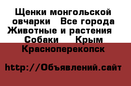 Щенки монгольской овчарки - Все города Животные и растения » Собаки   . Крым,Красноперекопск